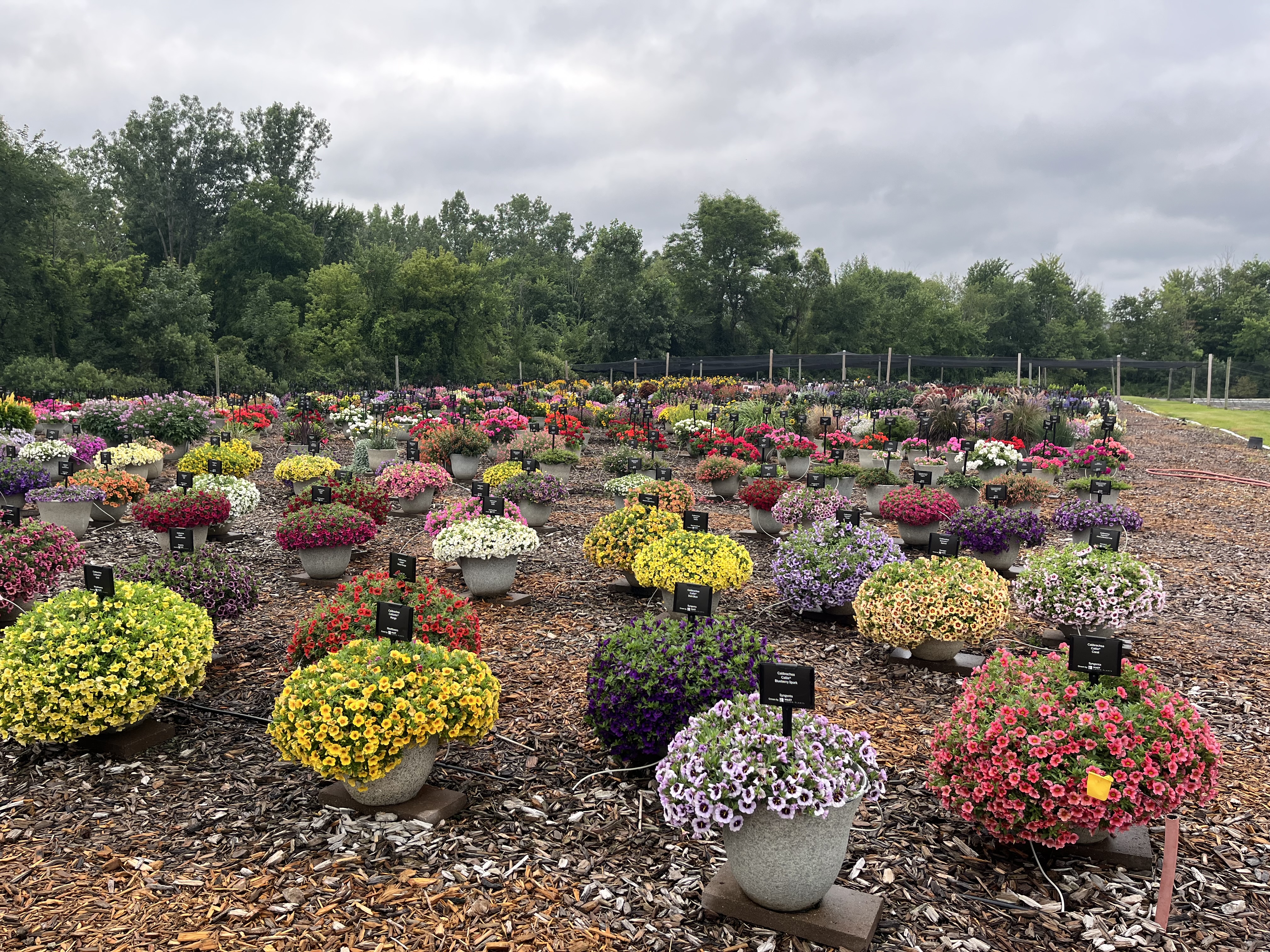 A group of assorted mums. 